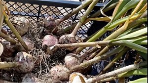 Убираю чеснок и цветную капусту. Обрезала все листья у клубники.