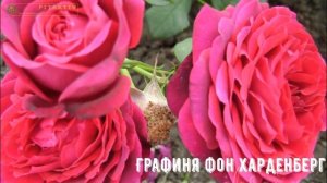 Ещё сорта весеннего каталога! rozapochtoi.ru