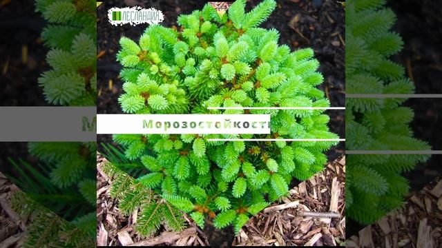 Пихта Нордмана Боржоми, Семена