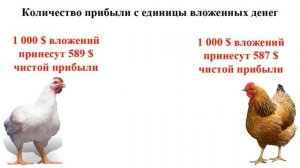 Бройлеры и несушки: что выгоднее и лучше | Бизнес идеи