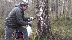 Как собирать березовый сок. Правильно. Приспособление для сбора березового сока.