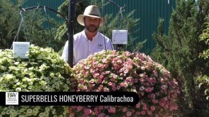 Dig Deep:  SUPERBELLS HONEYBERRY Calibrachoa