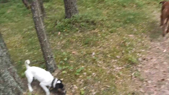 Сосновый бор. Лен. область. Волчья собака Саарлоса родезийский риджбек. Парсон Рассел терьер.