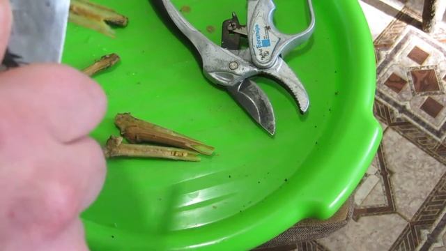 Зимняя прививка винограда 2022 смотреть онлайн