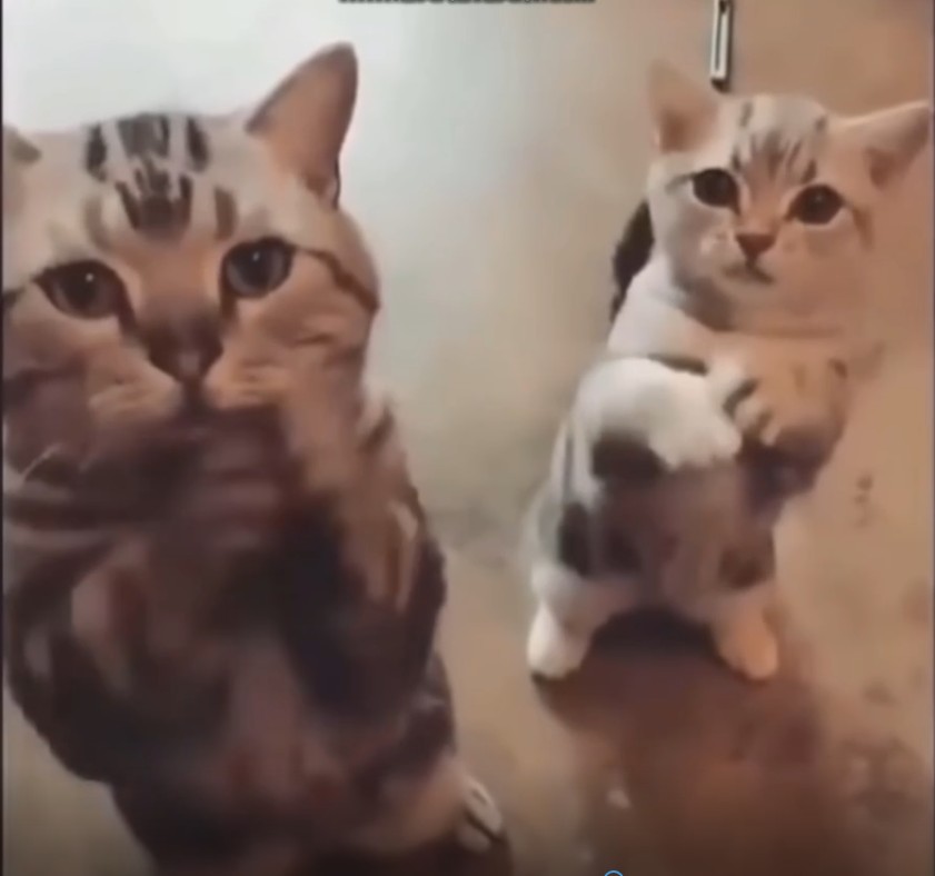 Самые смешные кошки ? - Не пытайтесь сдержать смех ? - Забавная кошачья жизнь смотреть онлайн