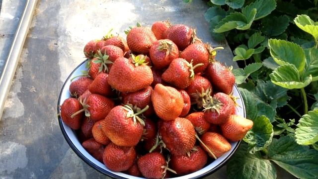 Гигантелла первый урожай
