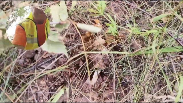 Прогулка в берёзовом лесу.#лес #грибывлесу смотреть онлайн