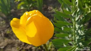 Тюльпан желтый ГолденАпельдорнGolden Apeldoorn#тюльпаныжелтые#тюльпанГолденАпельдорн#GoldenApeldoor