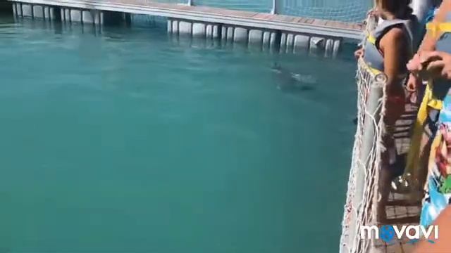 Танцы с дельфинами на Кайо Гилльермо, Куба. смотреть онлайн