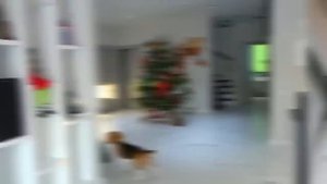 СТРАННЫЙ САНТА СЛЕДИТ ЗА ШЕРЛОКОМ. БРОС ШОУ ПЕТ