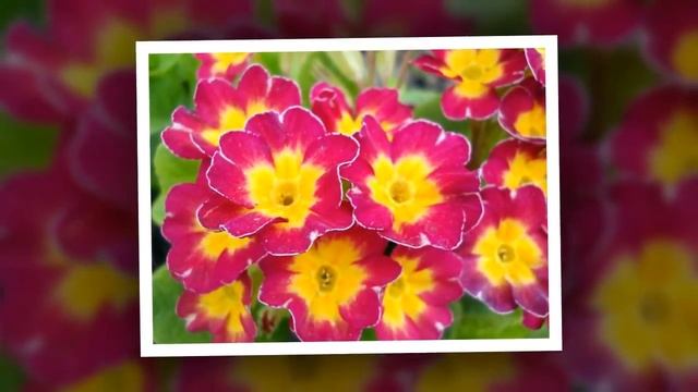 С днем рождения, мама смотреть онлайн