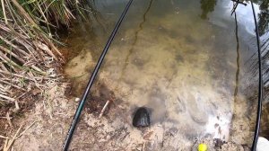 Наловил черепах на самоподсекающий поплавок из Китая