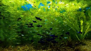 Кормление аквариумных рыбок