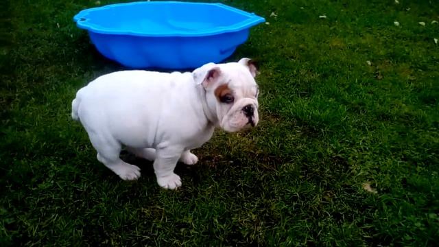 Анатоль Франс смотреть онлайн