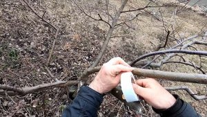 Как вертикальную ветку перевести в горизонтальное положение. Результат.