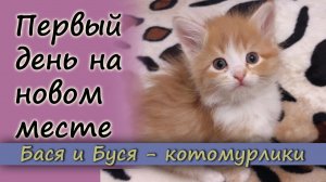 Первый день котенка на новом месте. Котёнок в доме.mp4