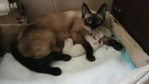 Первые роды сиамской кошки