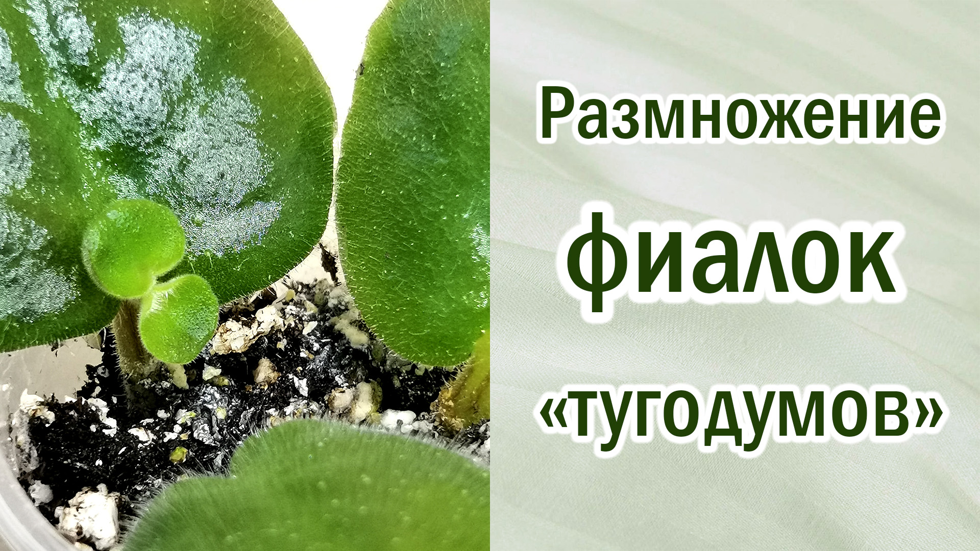 Размножение фиалок "тугодумов". Нестандартное размножение. Как получить детку. Способы размножения.