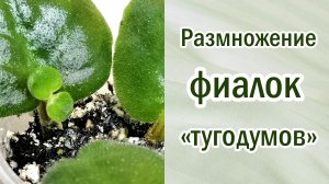 Размножение фиалок "тугодумов". Нестандартное размножение. Как получить детку. Способы размножения.