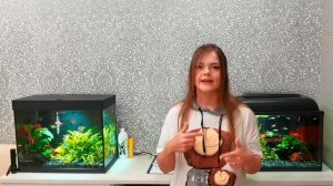 Аквариумные креветки