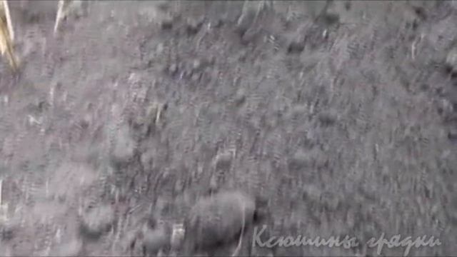 ОСЕННЯЯ ПОСАДКА КУСТАРНИКОВ 1 смотреть онлайн