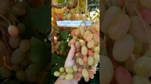небольшая коллекция виноградника