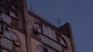 Голоса белобрюхих стрижей