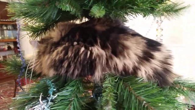 1 января 2022 г. Любимый праздник Барсика. смотреть онлайн