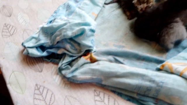 КОШКА УШЛА? Подкармливать ли котят если кошка кормит их? смотреть онлайн