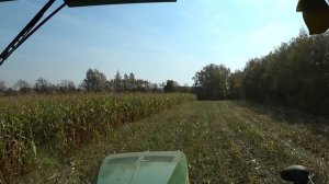 Убираем кукурузу в историческом месте.  Деревня Пирогово. Поле за музеем.