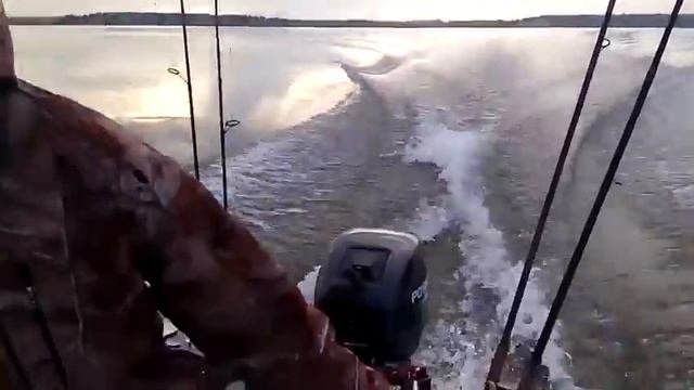 Салауши