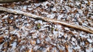 #138 установка проходных капканов на куницу