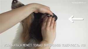 Как правильно чистить уши собаке