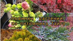 Новинки редких хвойных и не только растений в моём саду! Питомник ТайгаИюнь 2023