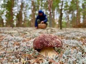 Боровики в сказочном лесу! Красивые белые грибы. Грибы осенью