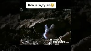 Как я жду зарплату