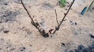 Мой цветник весной в апреле 🌺🌿💐🌷