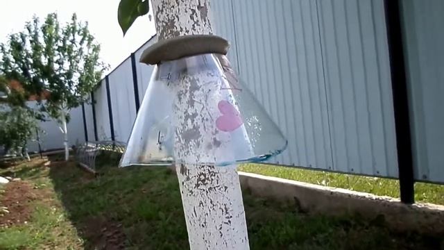 тля на груше и помогают ли известные способы борьбы с ней смотреть онлайн