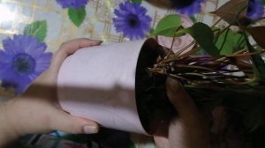 Антуриум даймонд ред и хот липс. Пересадка.