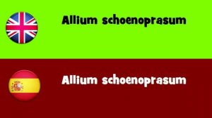 FROM ENGLISH TO SPANISH = Allium schoenoprasum