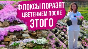 Флокс шиловидный. Уход, обрезка для пышного цветения. Обзор лучших сортов флокса шиловидного.