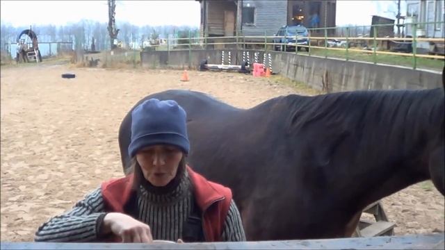 Как и чем угощать лошадь. смотреть онлайн