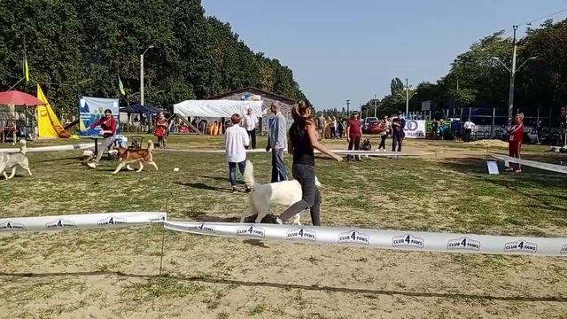 Выставка собак Одесса-octoberdog 11.10.2020 Болеро-ККУ смотреть онлайн
