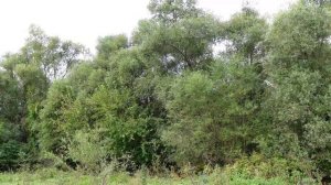 Голоса птиц Клест Пение