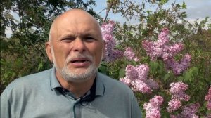 Сажаем сирень правильно