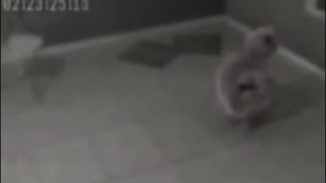 Инопланетяне оборзели! воруют семечки со склада! Видео со скрытой камеры смотреть онлайн