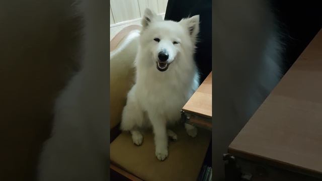 Японский шпиц питомник Цунени Катцу
