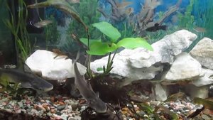 Пангасиус. Акулий сом.