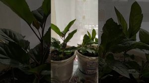 Из семечка вырастила яблоню. Рассказываю про покупку участка и планы на будущее.