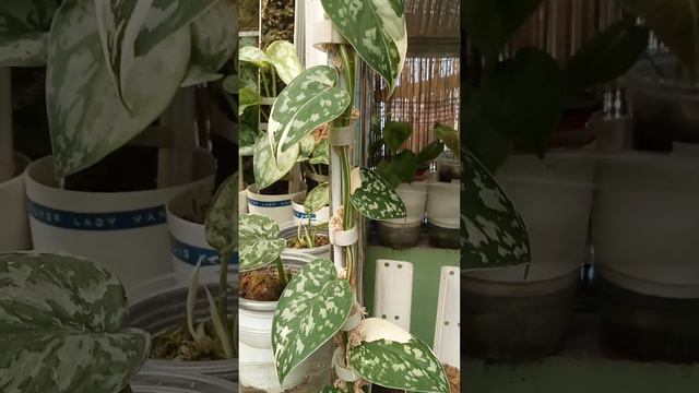 Scindapsus Mayari "The Leaf" with Jesus Face and body with hole when its unfurl, Propagation 10/6/2 смотреть онлайн